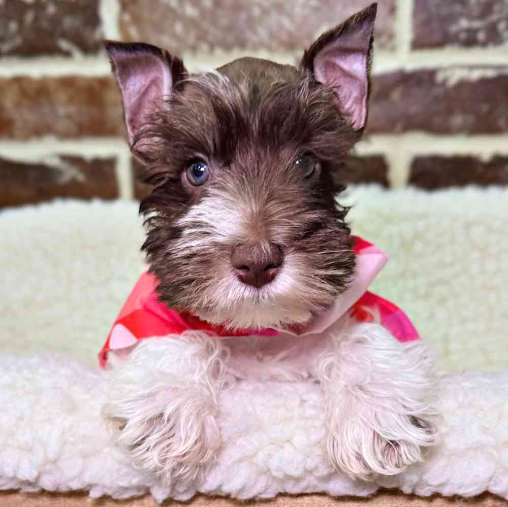 Female Mini Schnauzer puppy for sale at Shake A Paw Union.