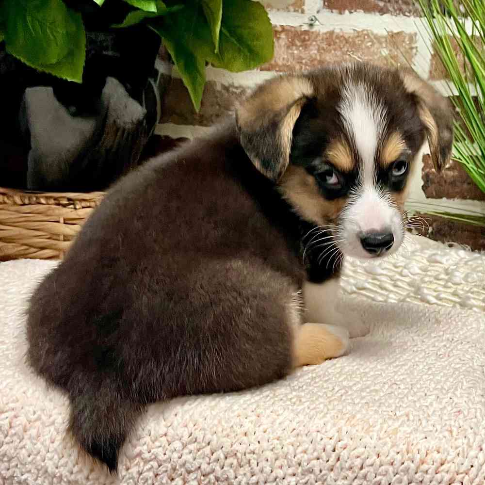 Male Pembroke Welsh Corgi puppy for sale at Shake A Paw Green Brook.