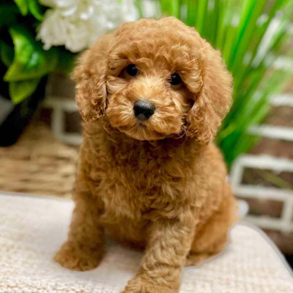 Male Poodle puppy for sale at Shake A Paw Green Brook.