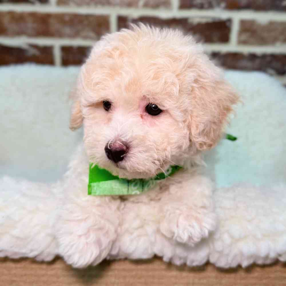 Female Bichon / Poodle puppy for sale at Shake A Paw Union.