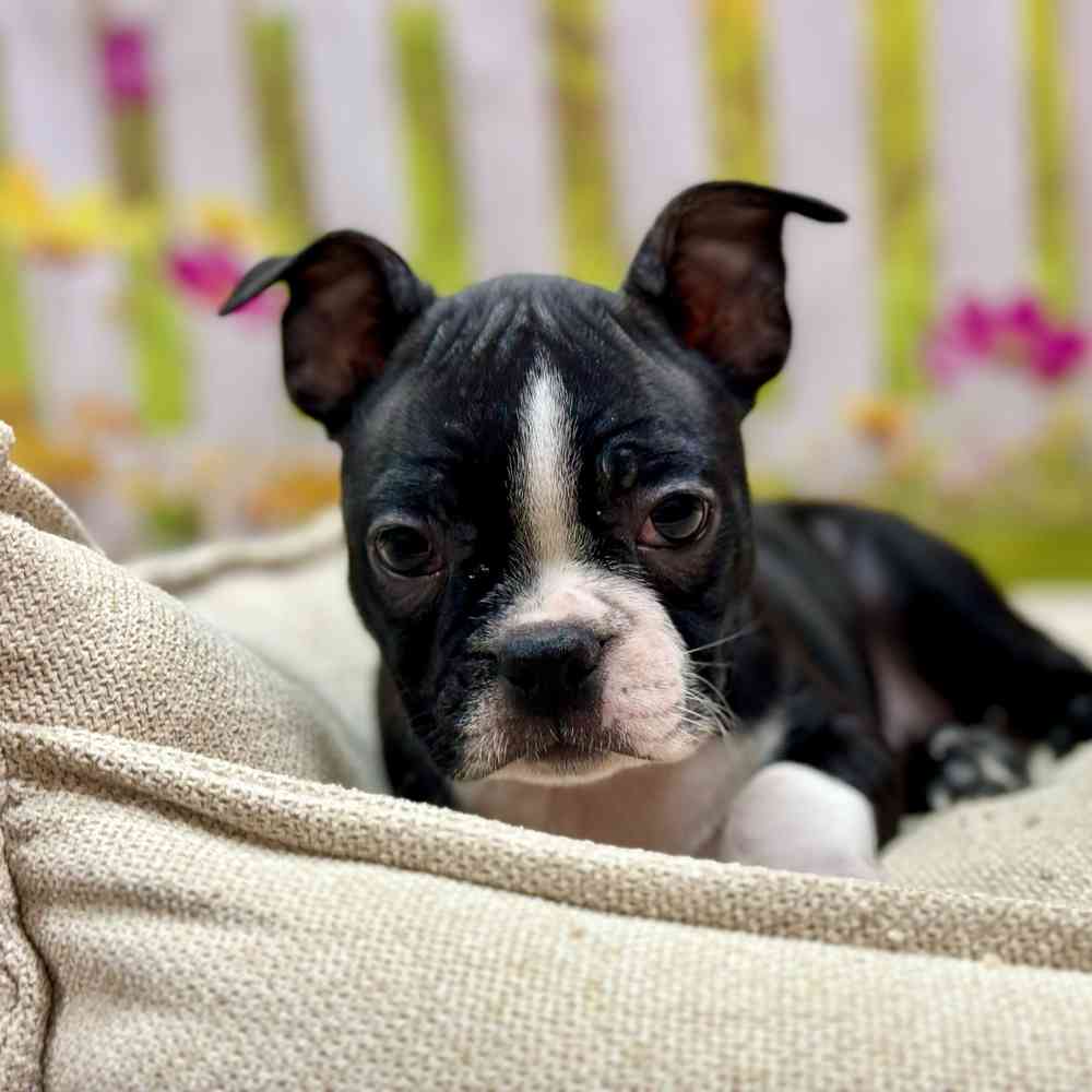 Female Boston Terrier puppy for sale at Shake A Paw Union.