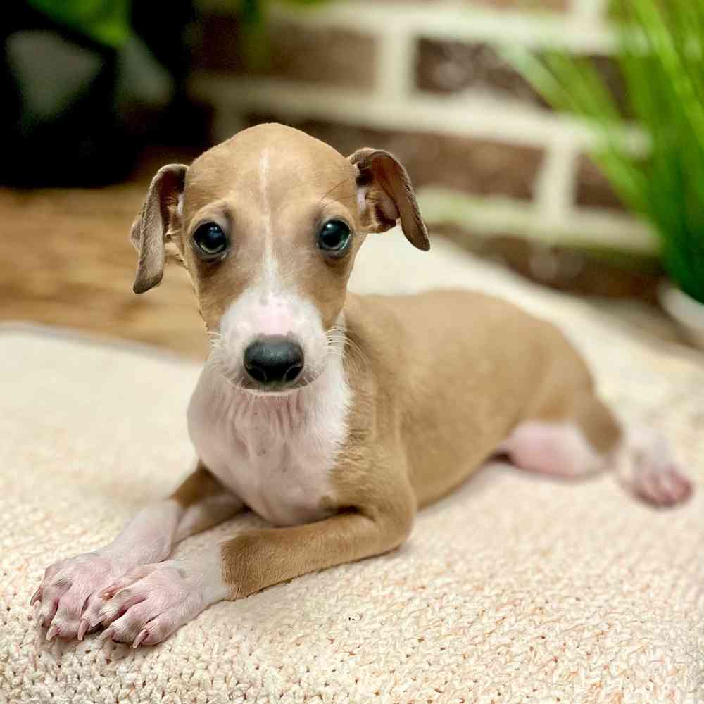 Male Italian Greyhound puppy for sale at Shake A Paw Green Brook.