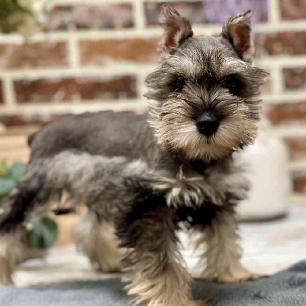 Male Mini Schnauzer puppy for sale at Shake A Paw Union.