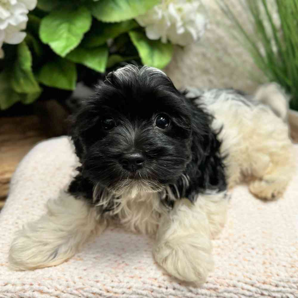Female Havanese puppy for sale at Shake A Paw Green Brook.