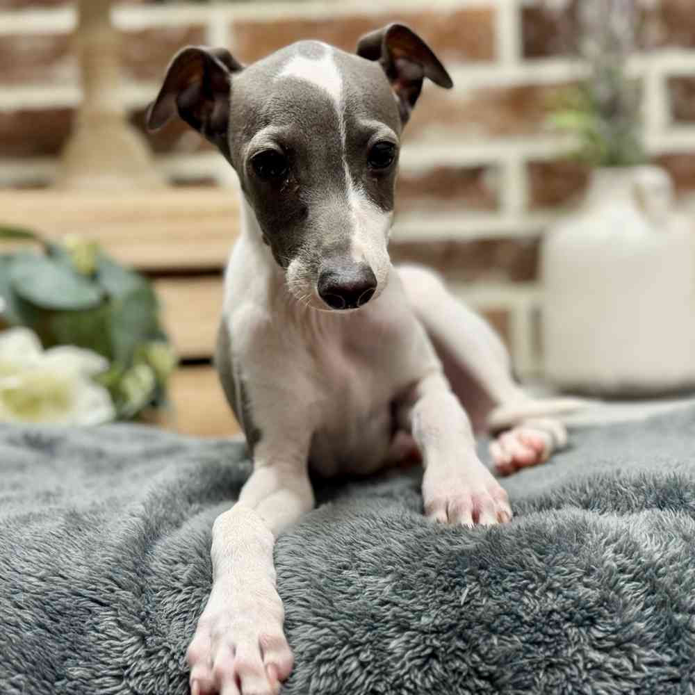 Male Italian Greyhound puppy for sale at Shake A Paw Union.