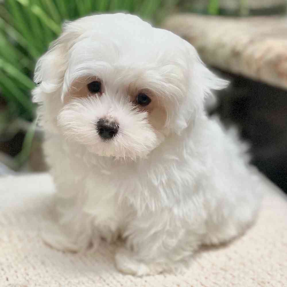Male Maltese puppy for sale at Shake A Paw Green Brook.