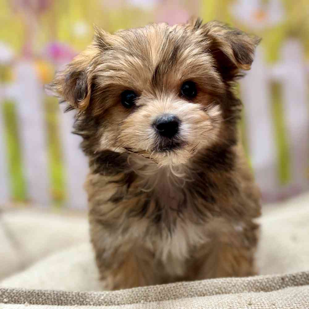 Male Maltese / Yorkie puppy for sale at Shake A Paw Union.