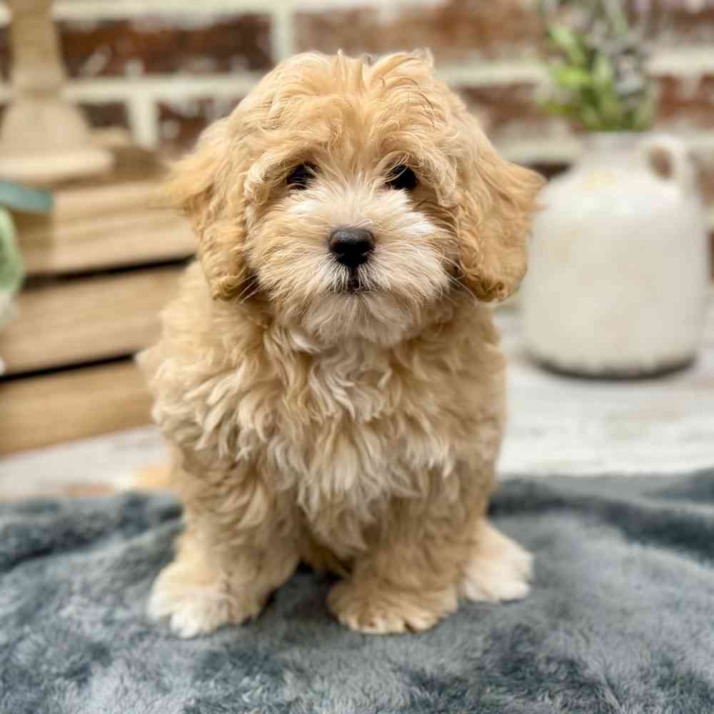 Male Maltipoo puppy for sale at Shake A Paw Union.