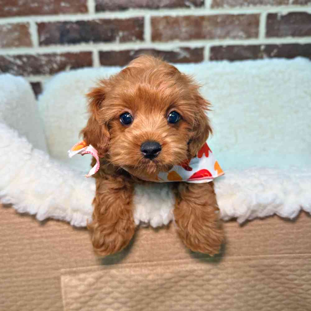 Female Cavapoo puppy for sale at Shake A Paw Union.