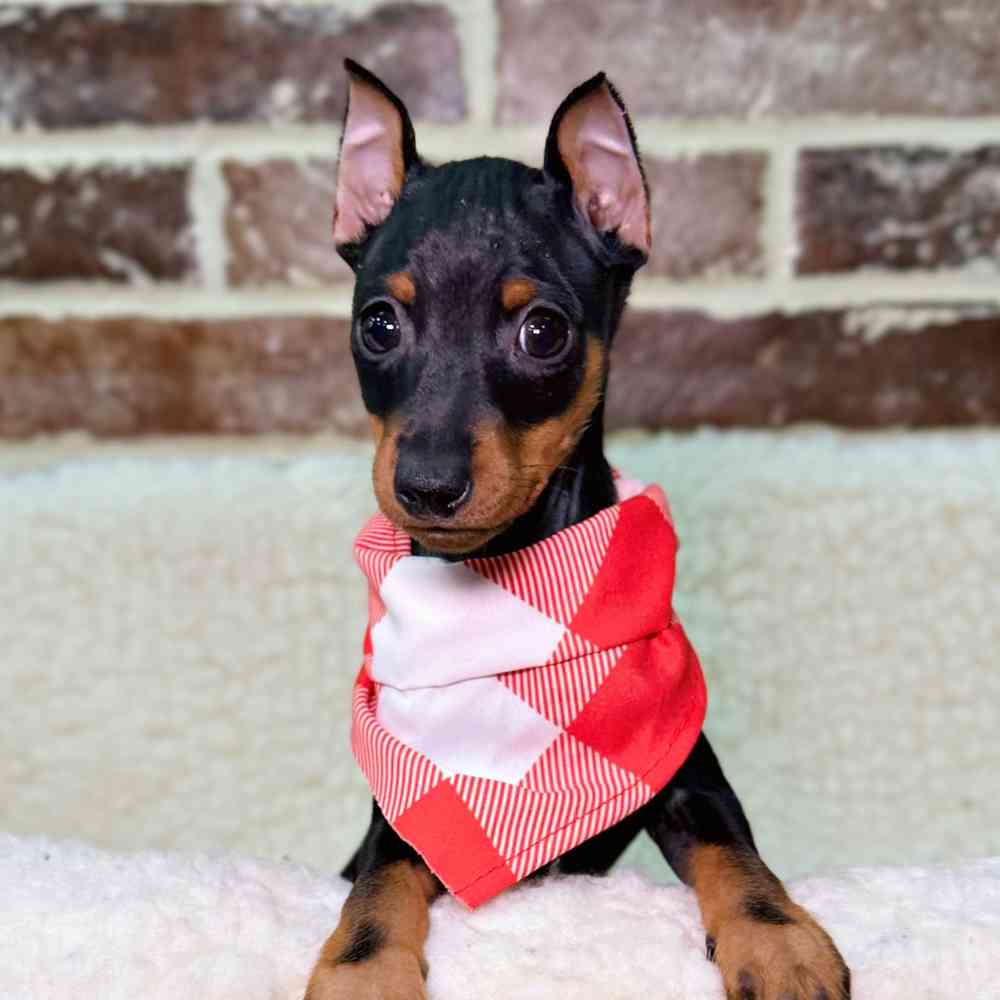 Male Miniature Pinscher puppy for sale at Shake A Paw Union.