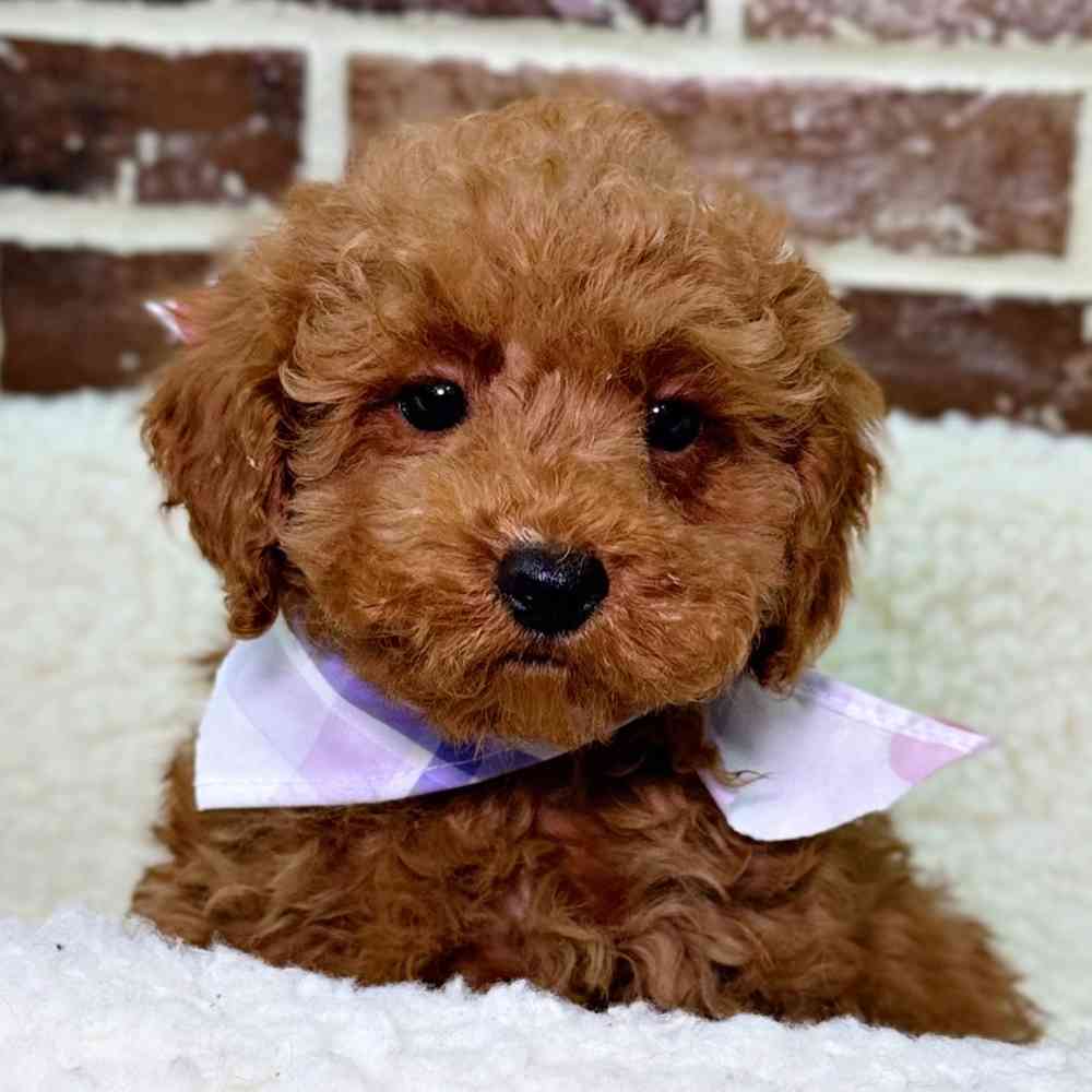 Male Poodle puppy for sale at Shake A Paw Union.