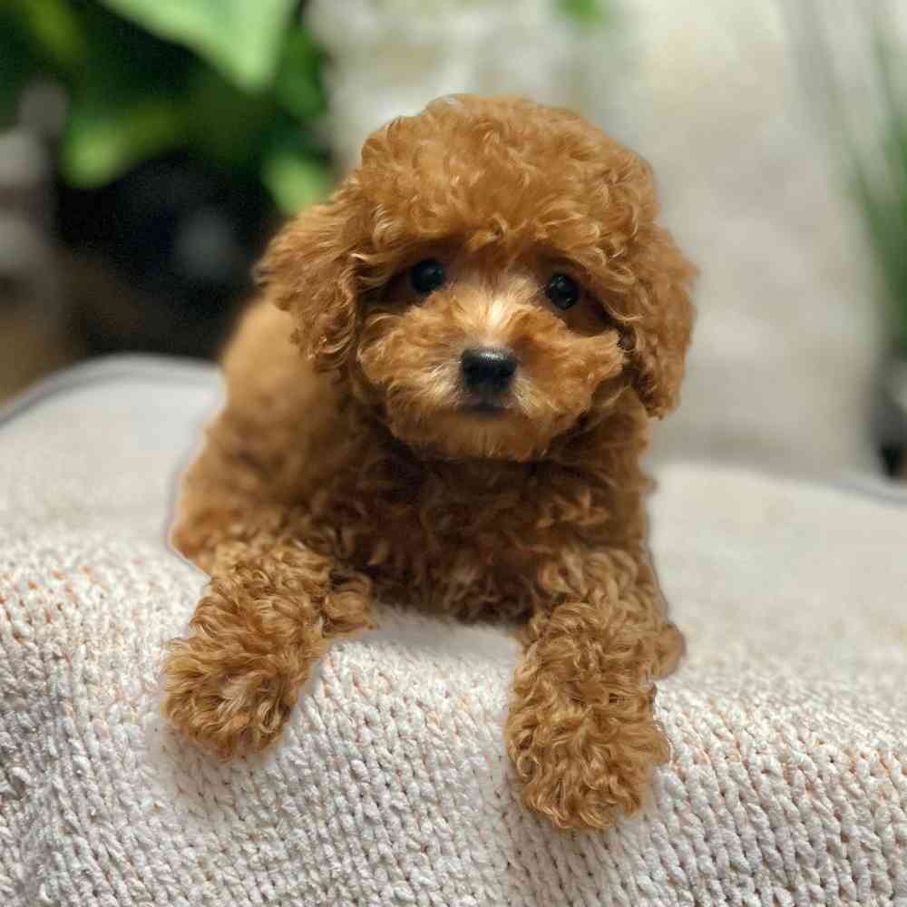 Male Poodle puppy for sale at Shake A Paw Green Brook.
