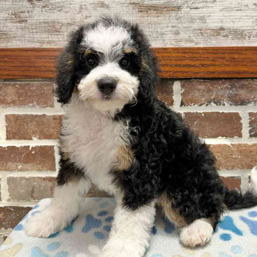 Female Mini Bernedoodle 2Nd Gen puppy for sale at Shake A Paw Green Brook.