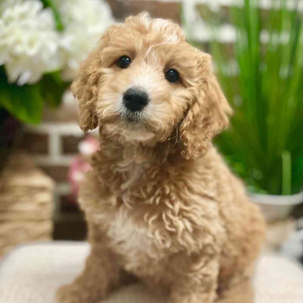 Female Mini Goldendoodle puppy for sale at Shake A Paw Green Brook.