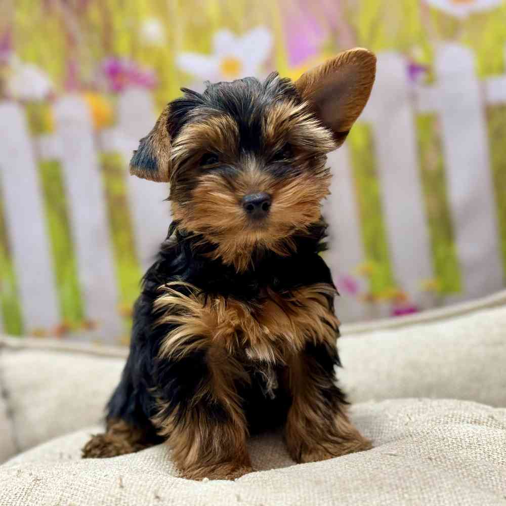 Female Yorkshire Terrier puppy for sale at Shake A Paw Union.