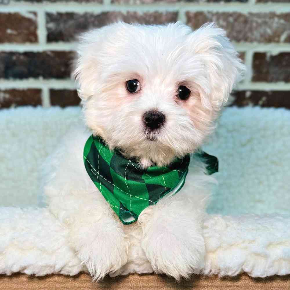 Male Maltese puppy for sale at Shake A Paw Union.