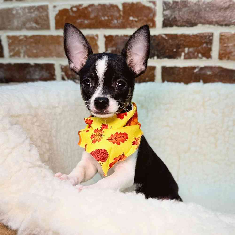 Male Chihuahua puppy for sale at Shake A Paw Union.