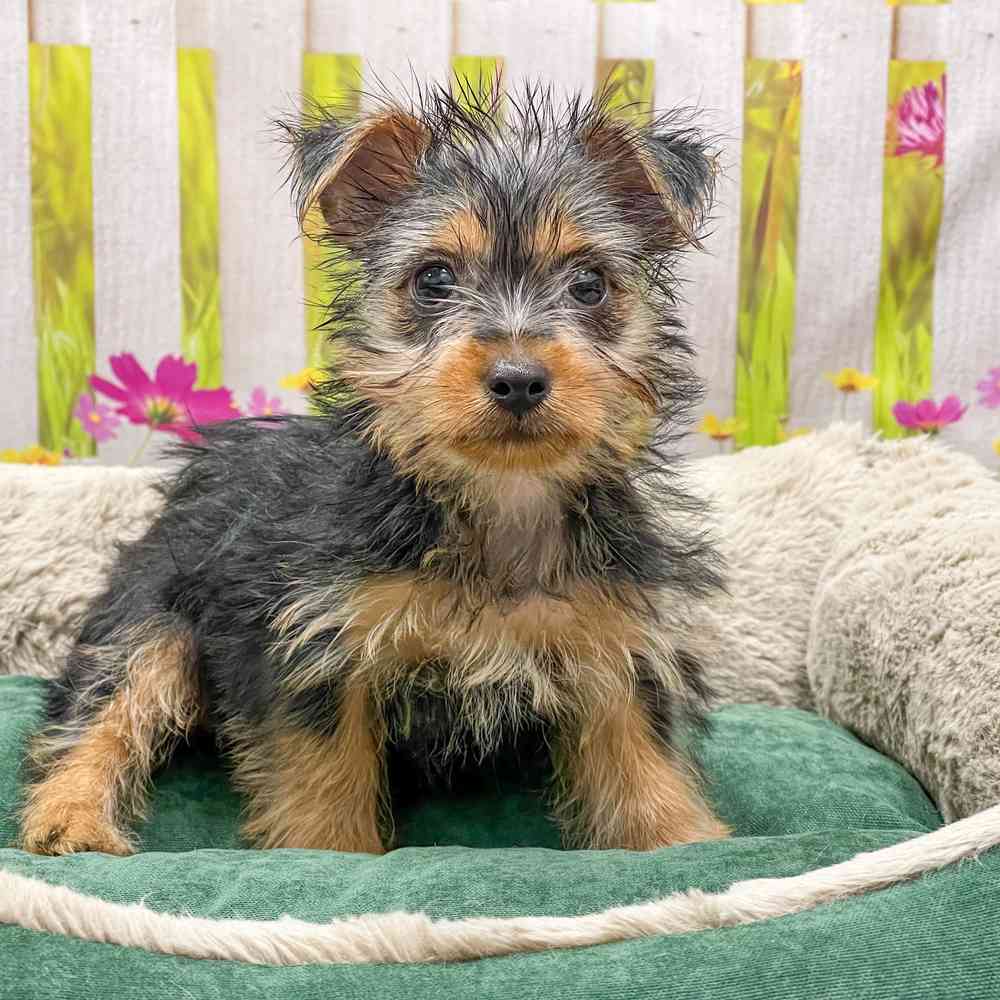 Female Silky Terrier puppy for sale at Shake A Paw Union.