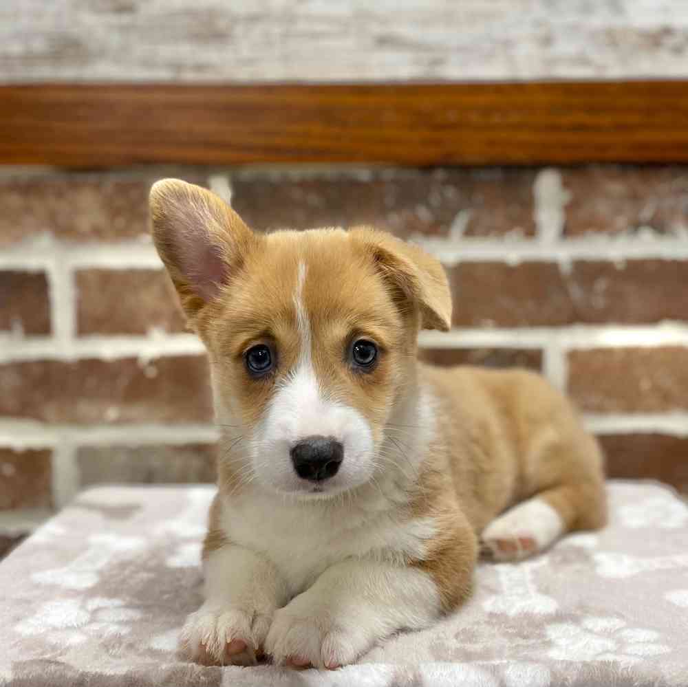 Female Pembroke Welsh Corgi puppy for sale at Shake A Paw Green Brook.