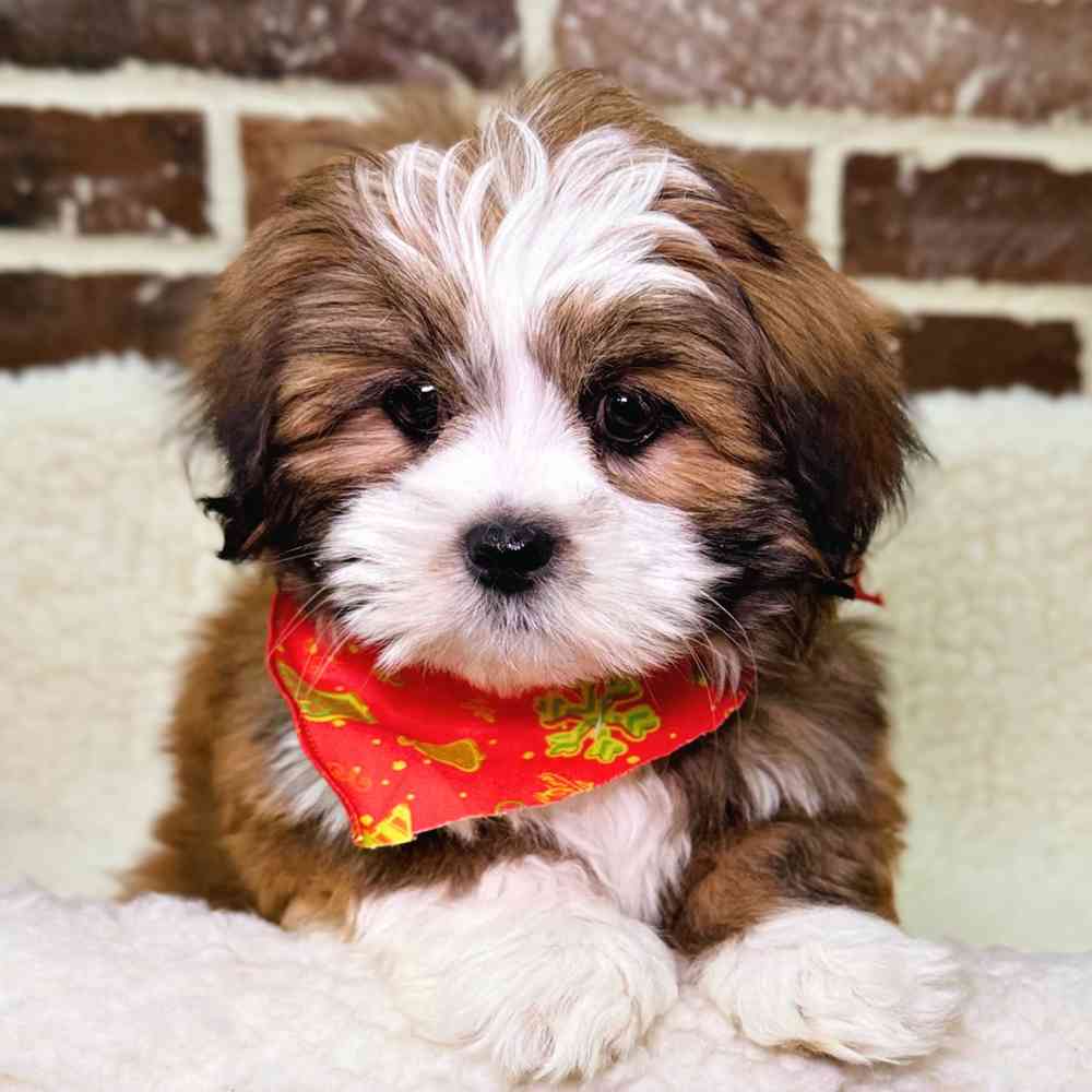 Female Lhasa Apso puppy for sale at Shake A Paw Union.