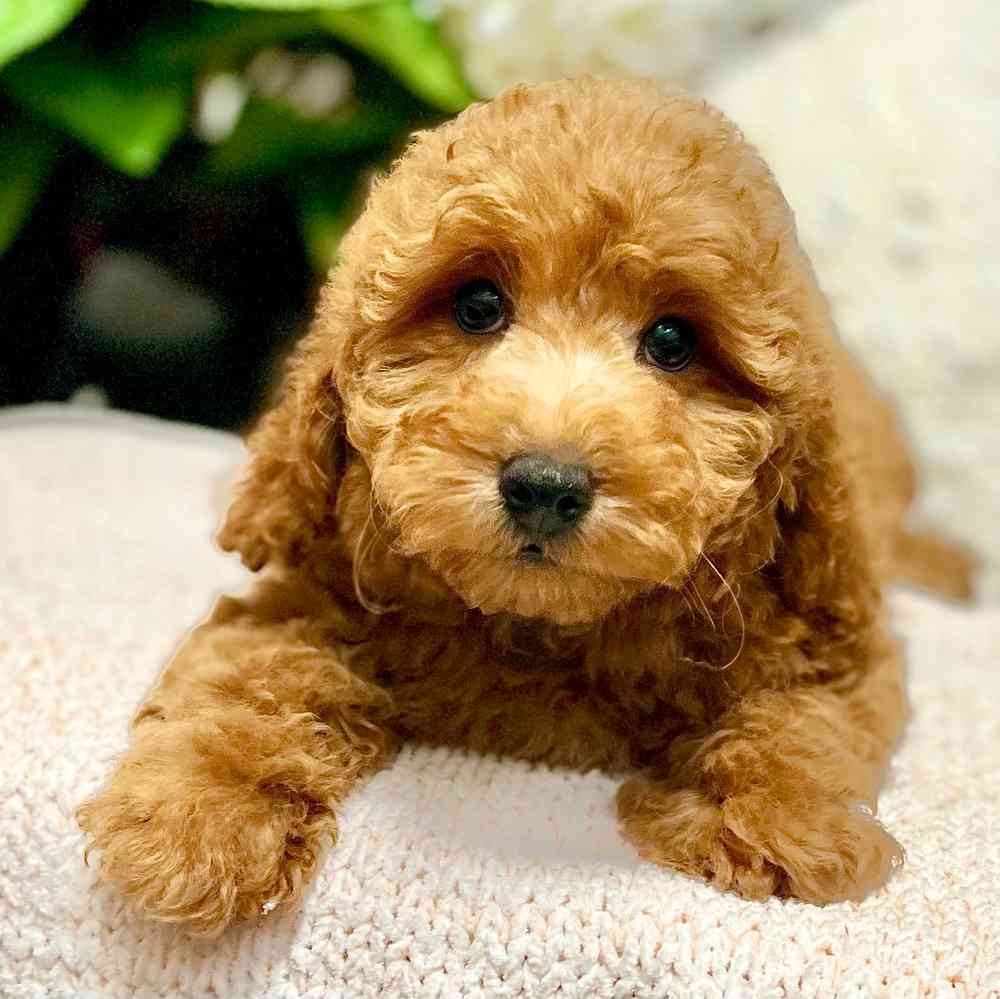 Female Mini Goldendoodle 2Nd Gen puppy for sale at Shake A Paw Green Brook.