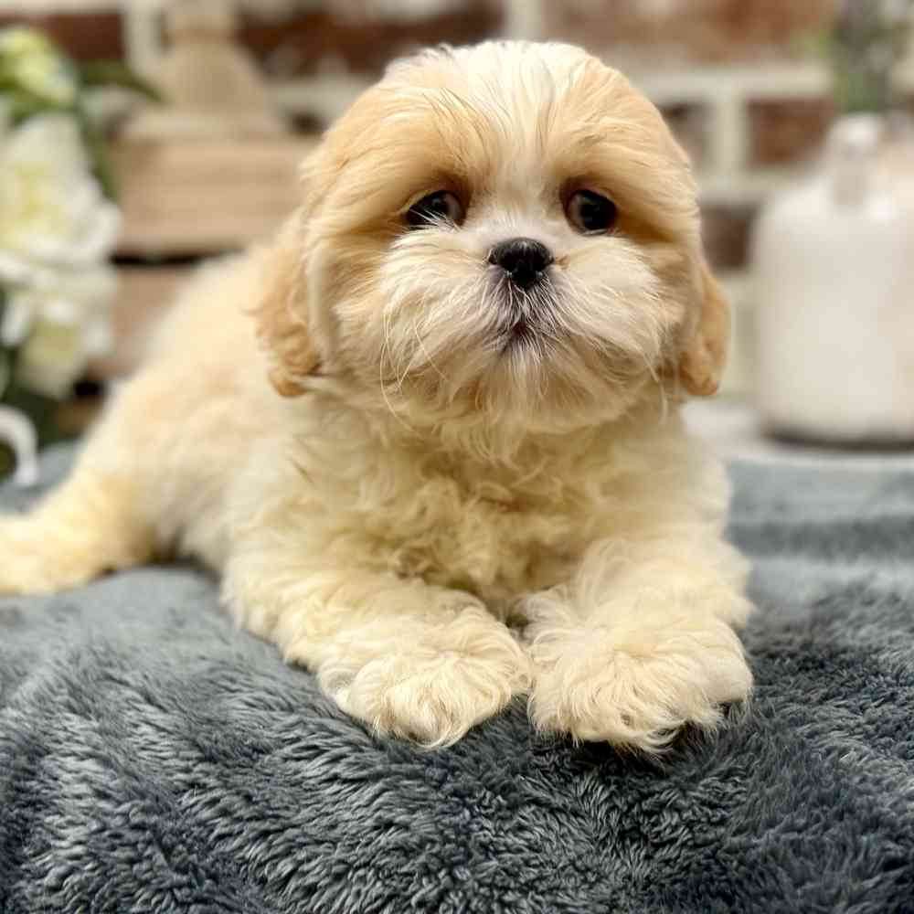 Female Shih Tzu puppy for sale at Shake A Paw Union.