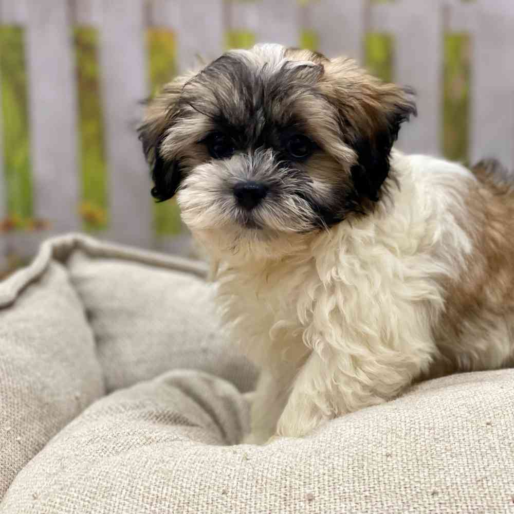 Male Shih Tzu / Poodle puppy for sale at Shake A Paw Union.