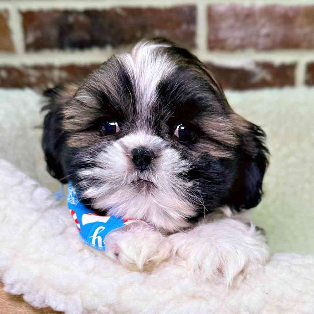 Male Shih Tzu puppy for sale at Shake A Paw Union.