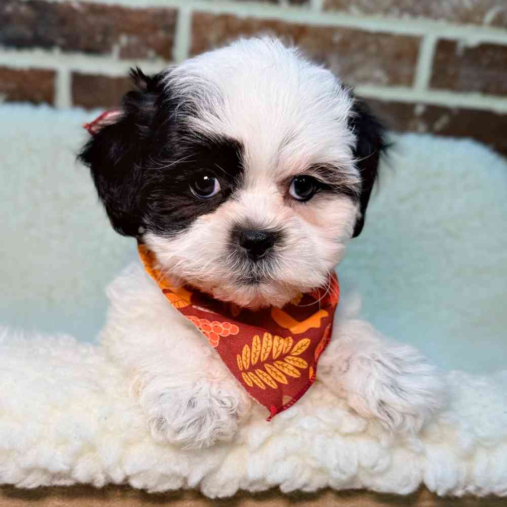 Female Shih Tzu / Bichon puppy for sale at Shake A Paw Union.