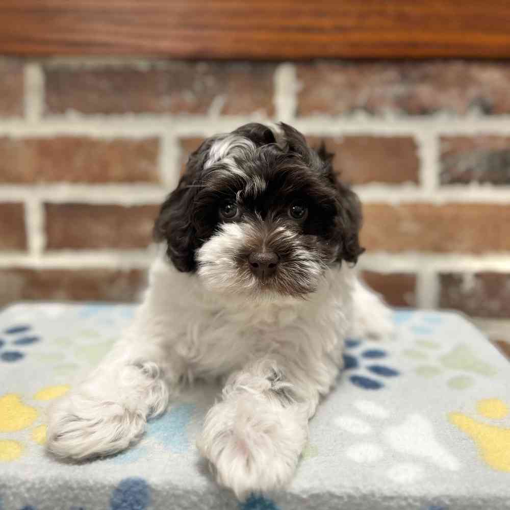 Female Havanese / Poodle puppy for sale at Shake A Paw Green Brook.
