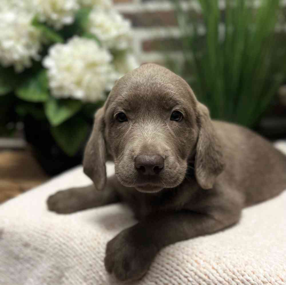 Female Labrador Retriever puppy for sale at Shake A Paw Green Brook.