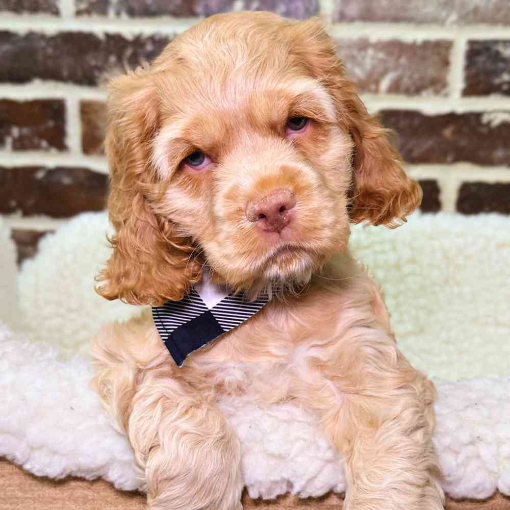 Male Cocker Spaniel puppy for sale at Shake A Paw Union.