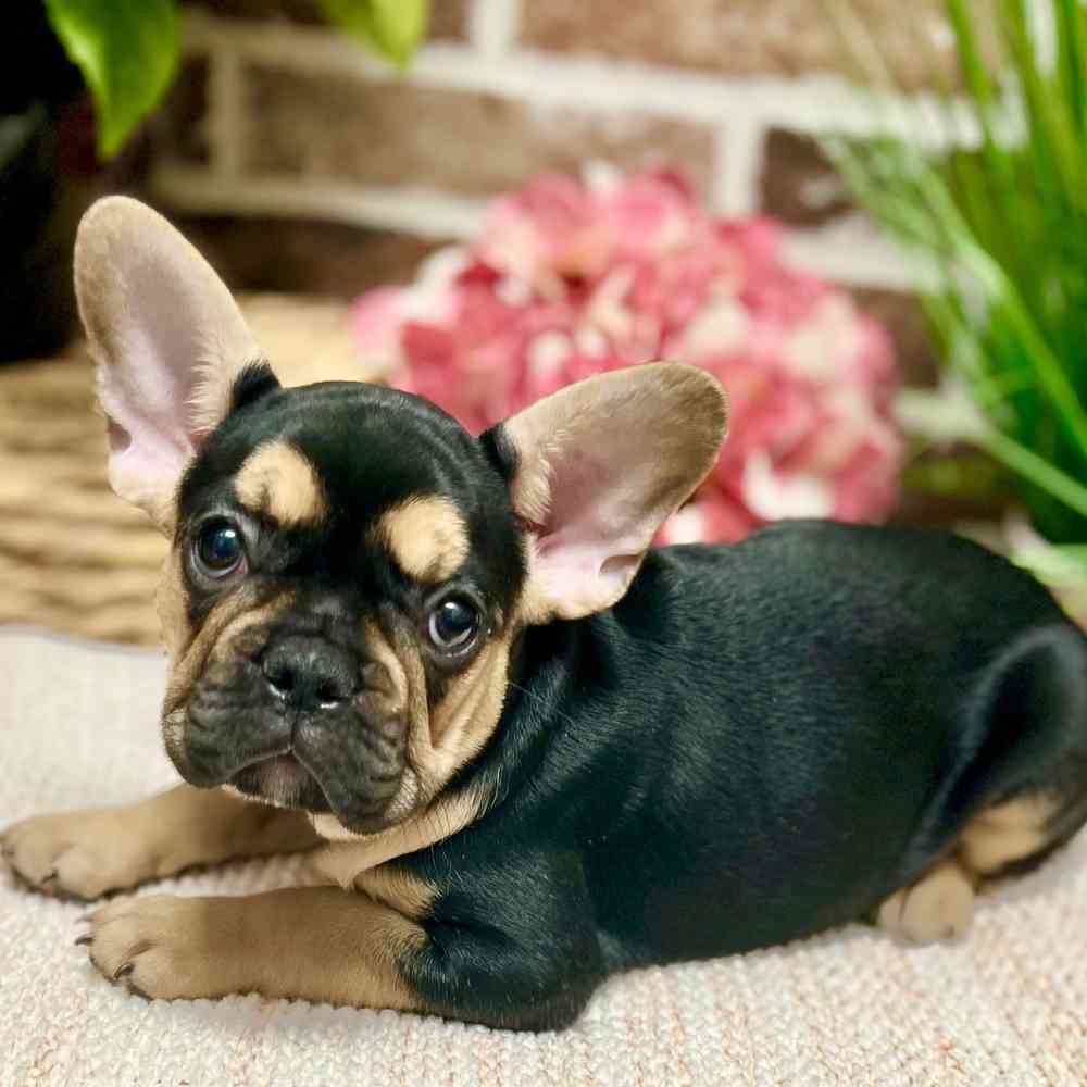 Female French Bulldog puppy for sale at Shake A Paw Green Brook.