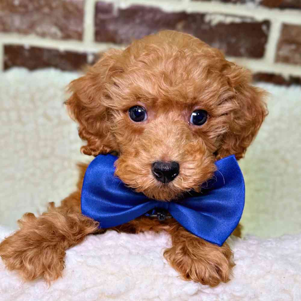 Male Poodle puppy for sale at Shake A Paw Union.
