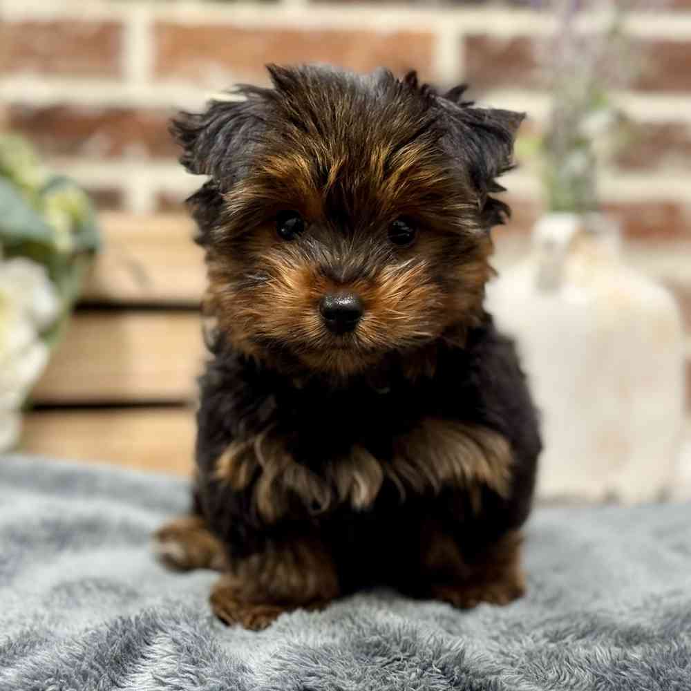 Male Yorkshire Terrier puppy for sale at Shake A Paw Union.