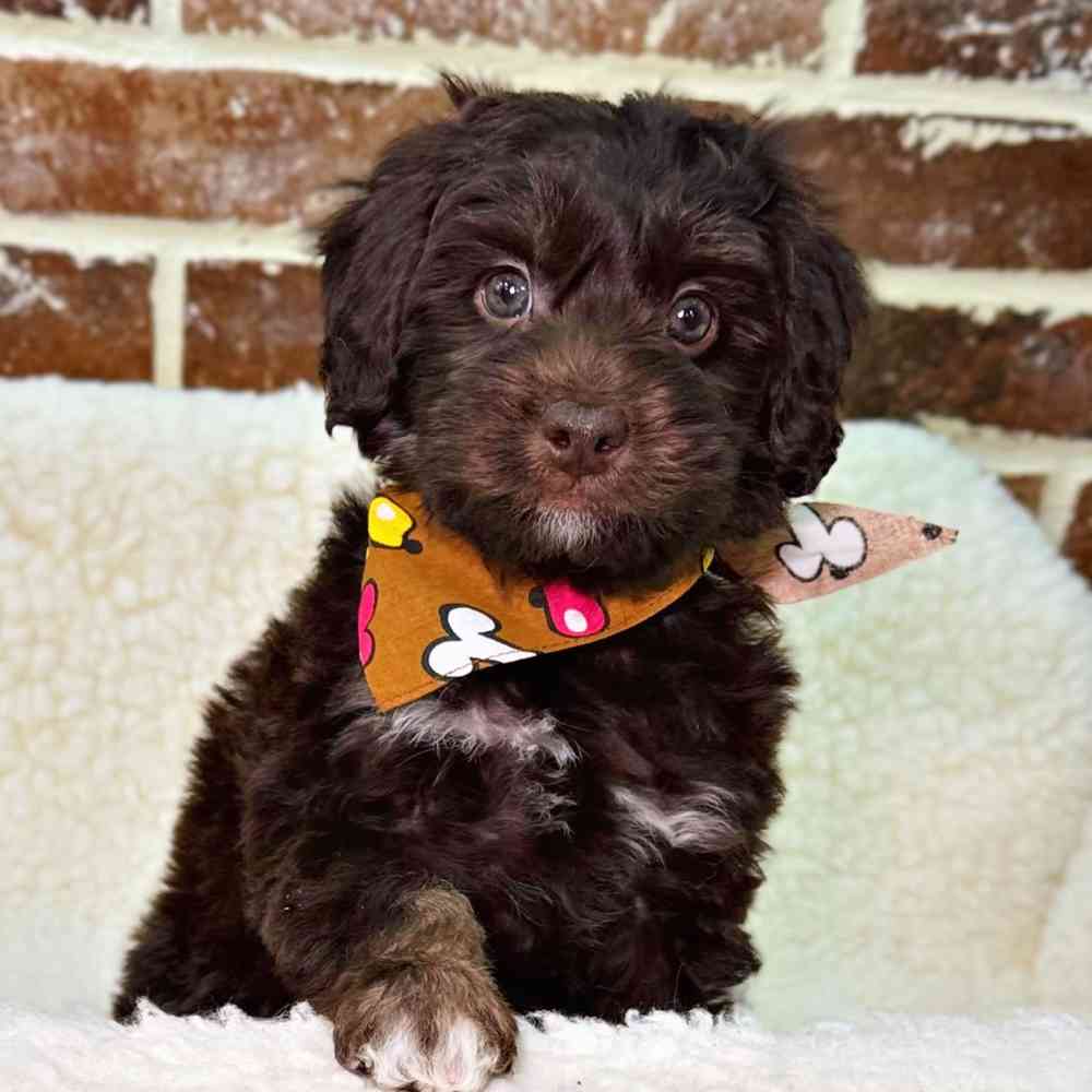 Female Mini Labradoodle 2Nd Gen puppy for sale at Shake A Paw Union.