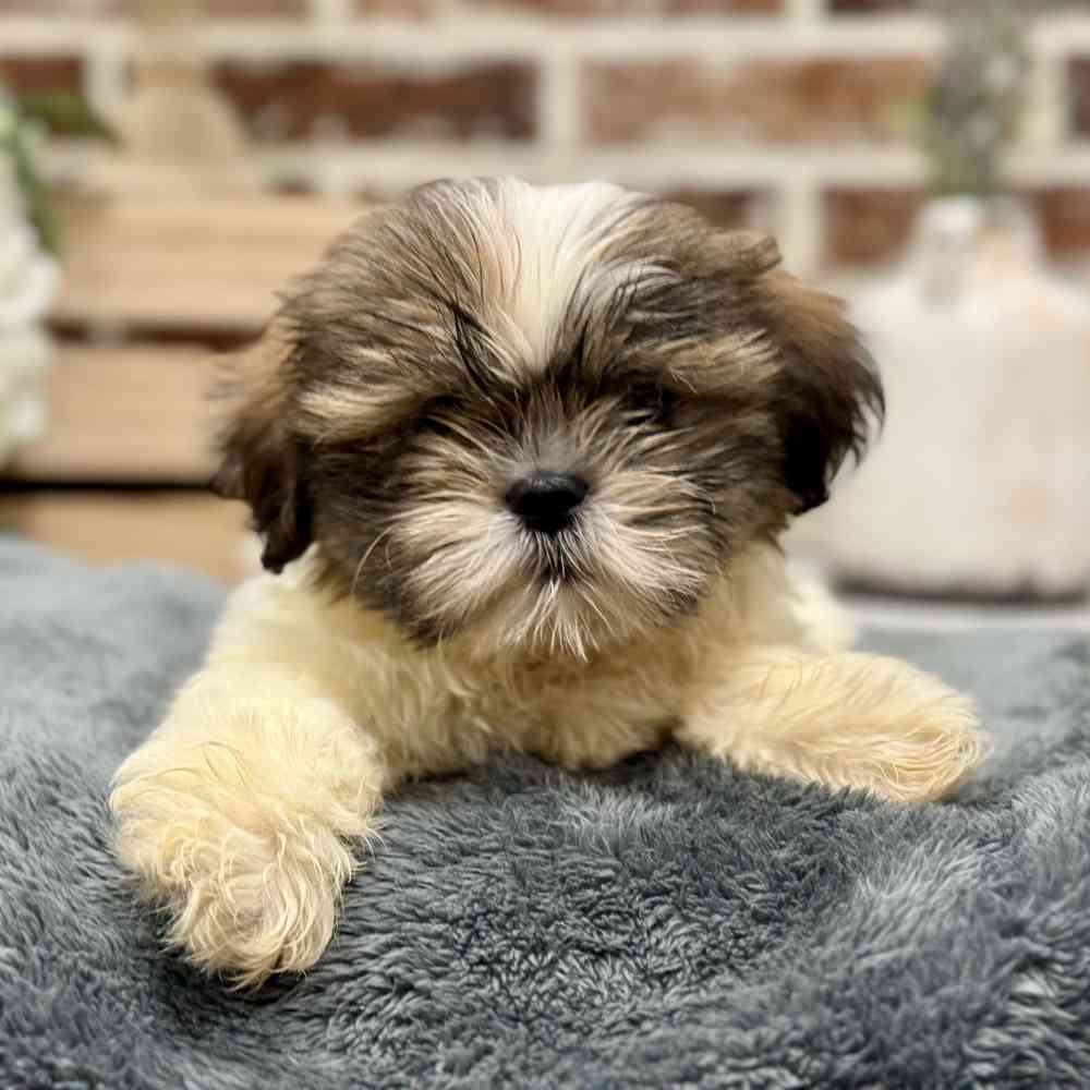 Female Shih Tzu puppy for sale at Shake A Paw Union.