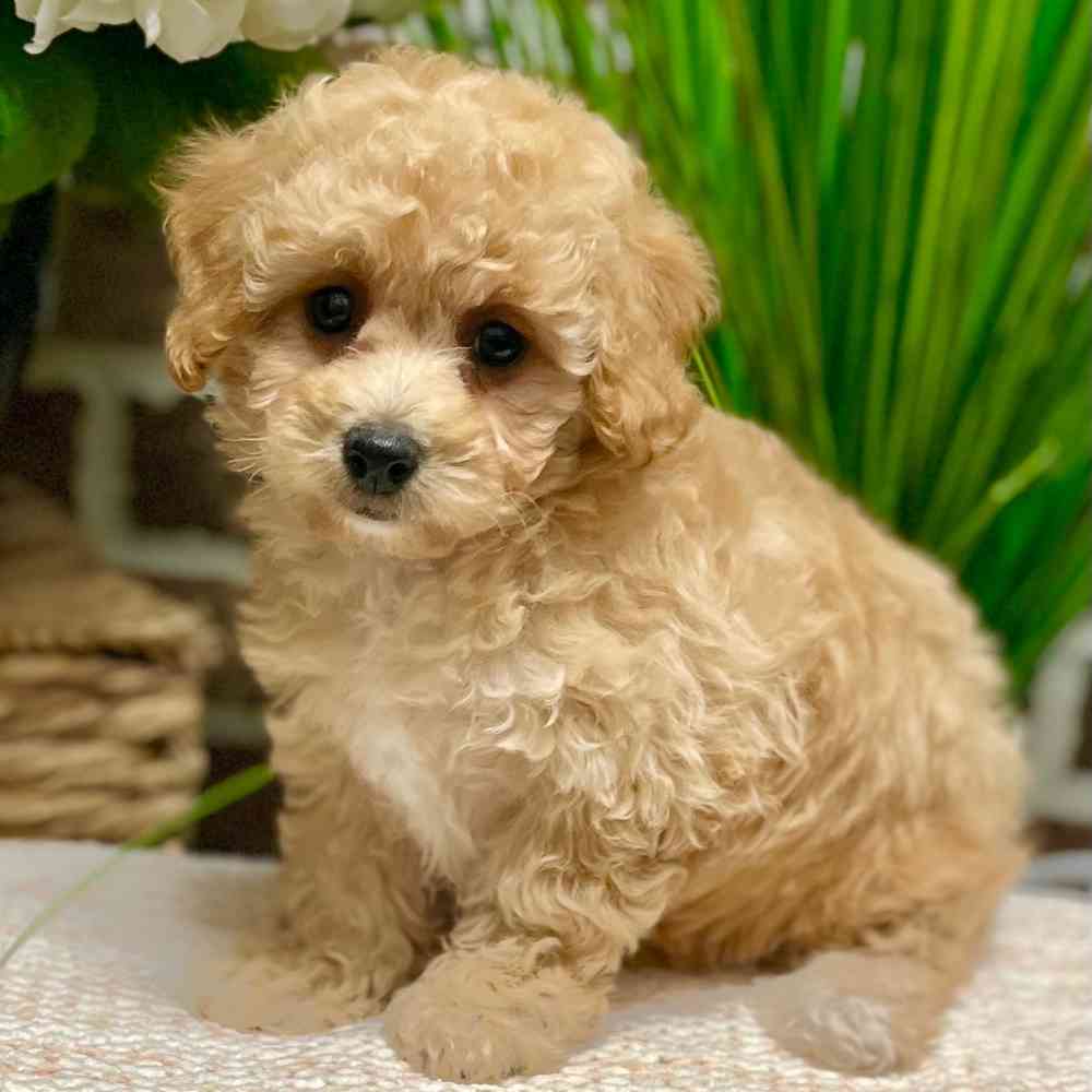 Female Bichon / Poodle puppy for sale at Shake A Paw Green Brook.