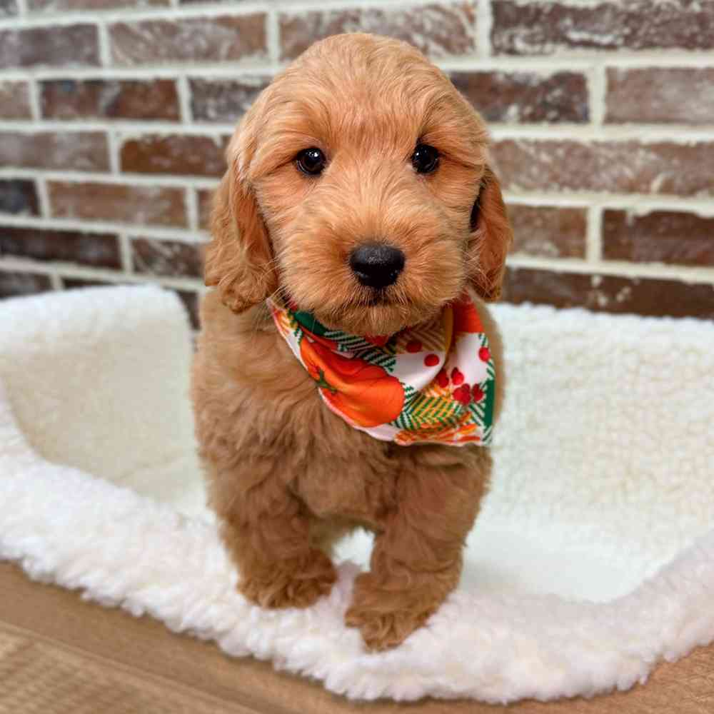 Male Mini Goldendoodle puppy for sale at Shake A Paw Union.