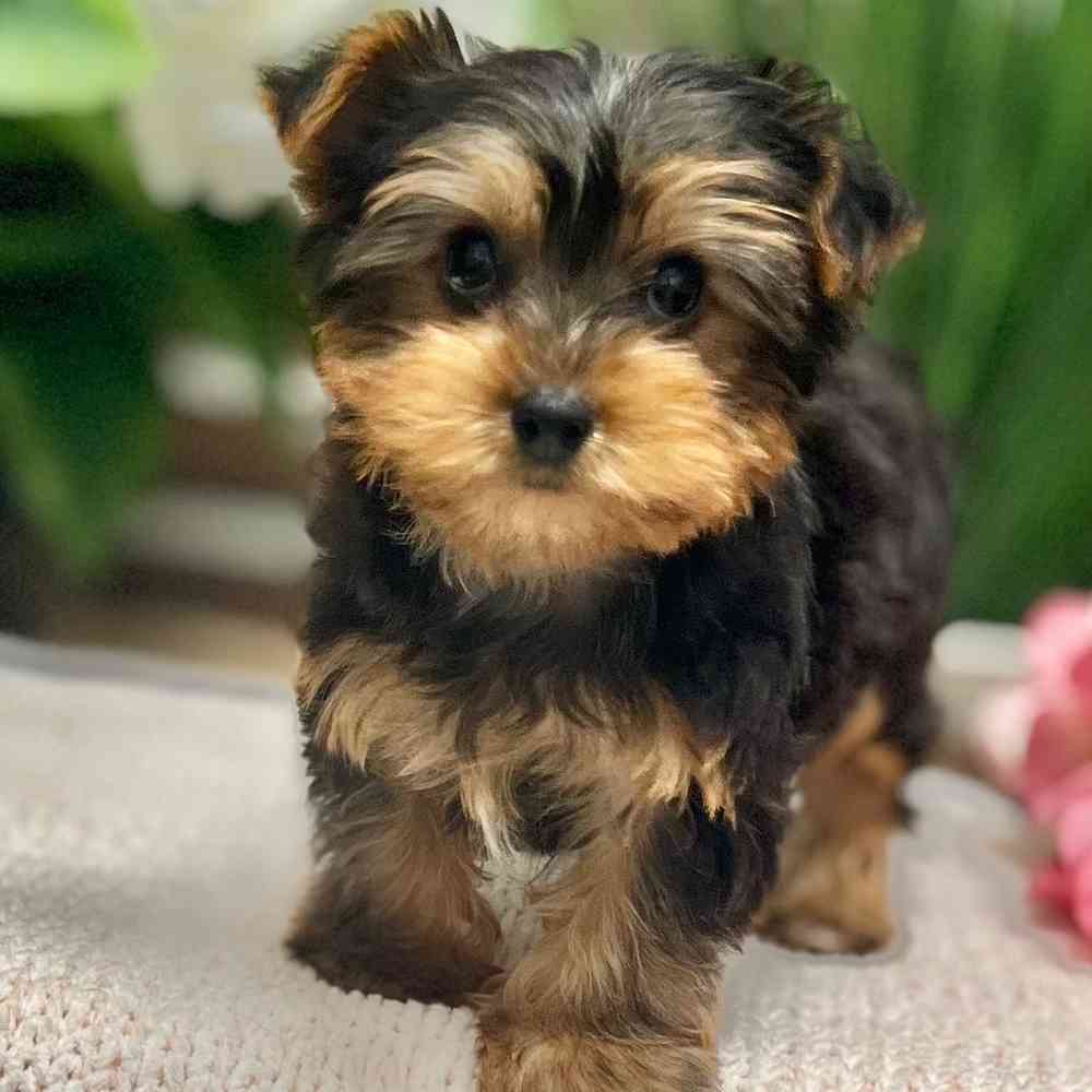 Male Yorkshire Terrier puppy for sale at Shake A Paw Green Brook.