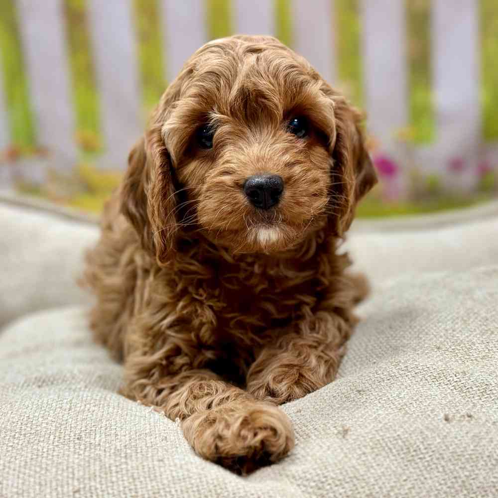 Female Cavapoo puppy for sale at Shake A Paw Union.