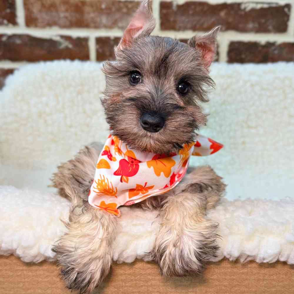 Female Mini Schnauzer puppy for sale at Shake A Paw Union.