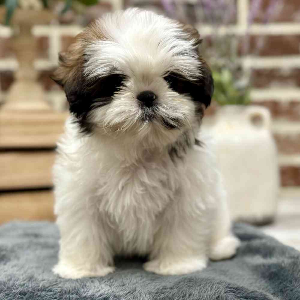 Female Shih Tzu puppy for sale at Shake A Paw Union.