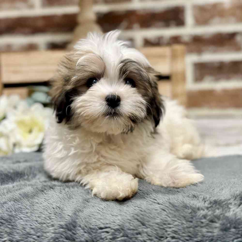 Female Havanese puppy for sale at Shake A Paw Union.