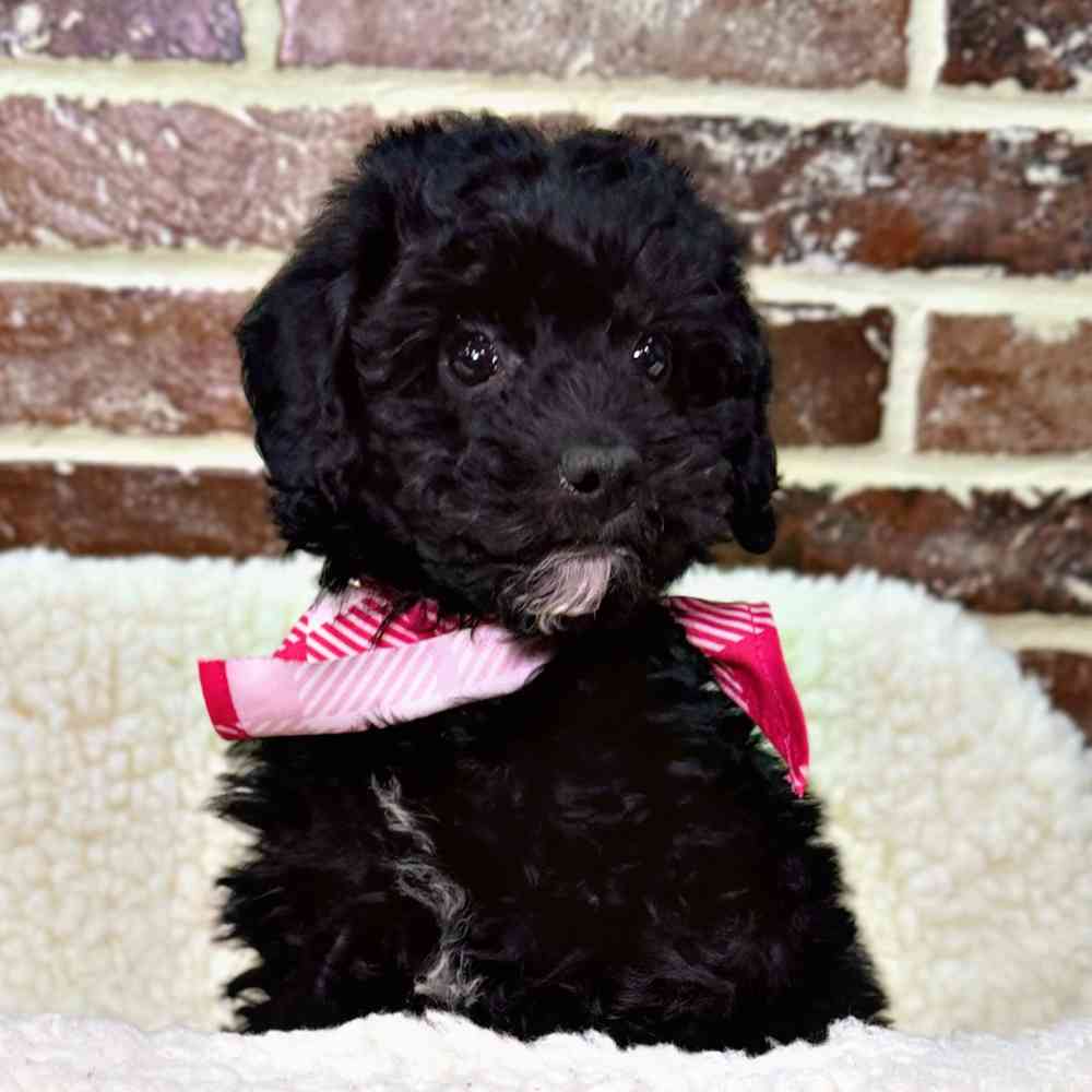 Female Poodle puppy for sale at Shake A Paw Union.