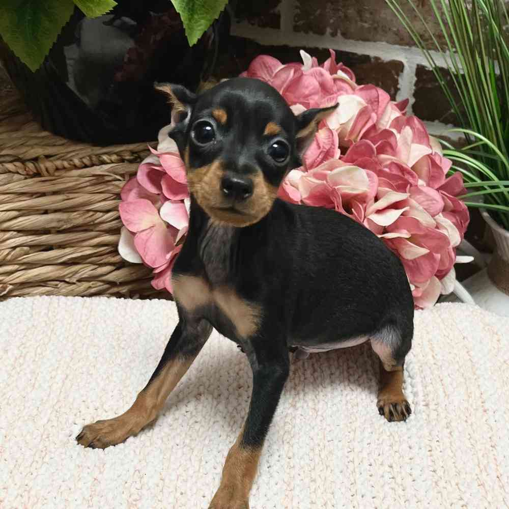 Male Miniature Pinscher puppy for sale at Shake A Paw Green Brook.