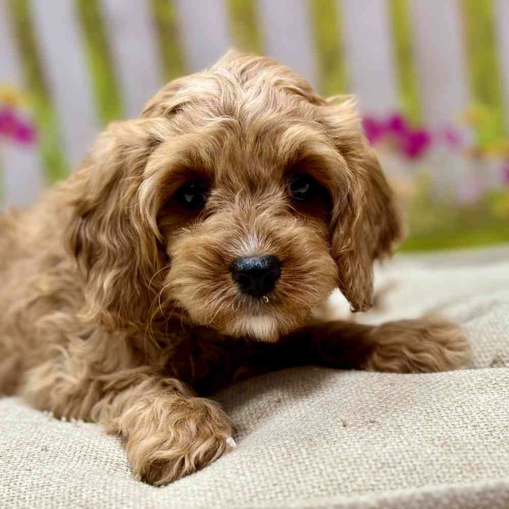 Male Cavapoo puppy for sale at Shake A Paw Union.