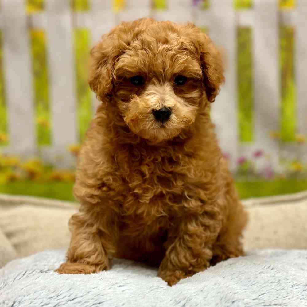 Male Poodle puppy for sale at Shake A Paw Union.