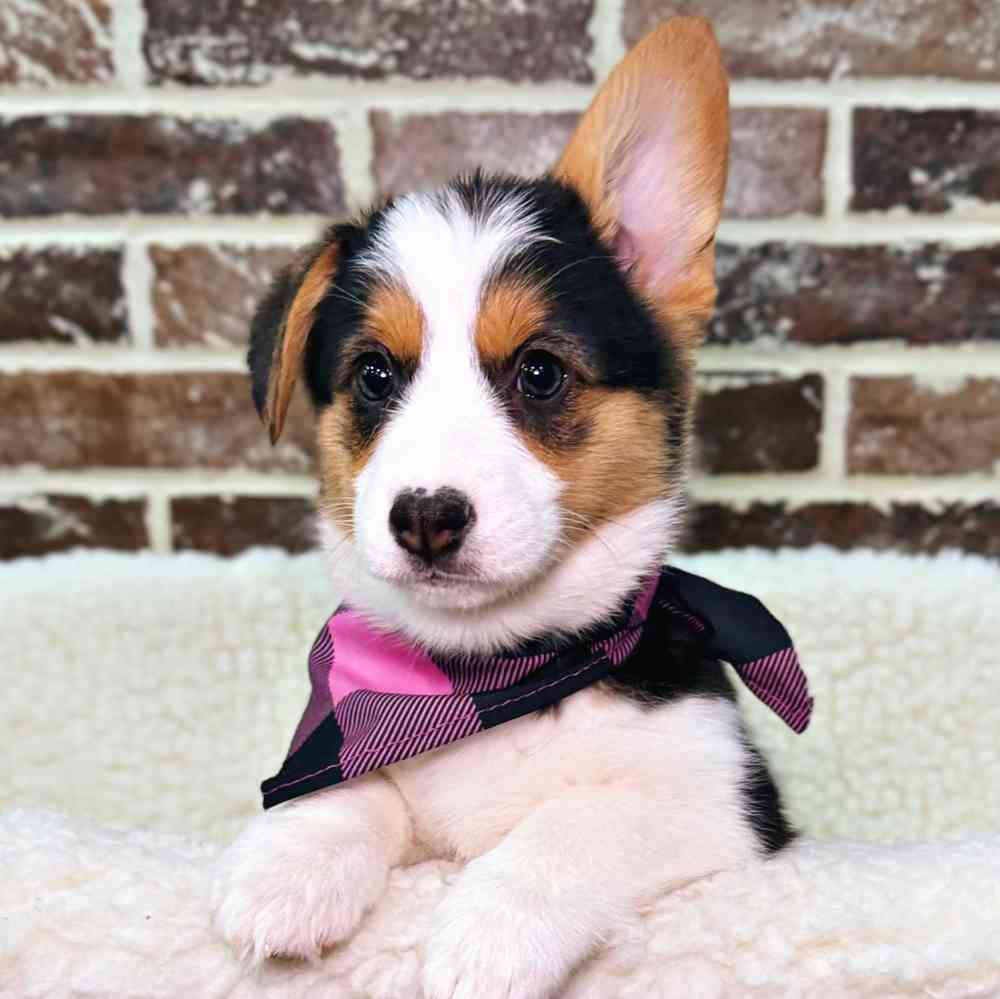Female Pembroke Welsh Corgi puppy for sale at Shake A Paw Union.