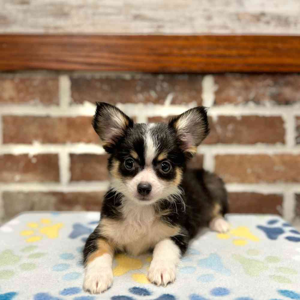 Male Chihuahua puppy for sale at Shake A Paw Green Brook.